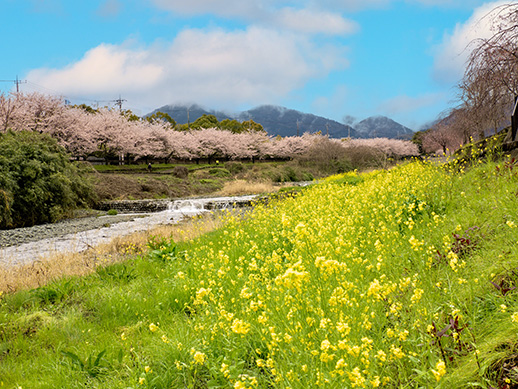 川沿いにずっと続く、秦野市の桜並木を撮る。