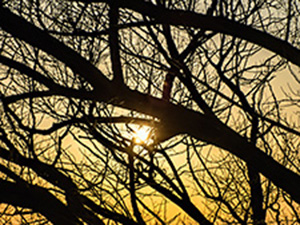 手賀沼の夕陽と枝